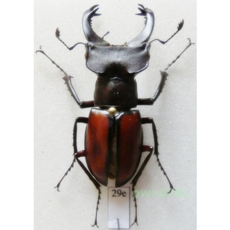 Lucanus laetus Arrow, 1943 44mm China29e